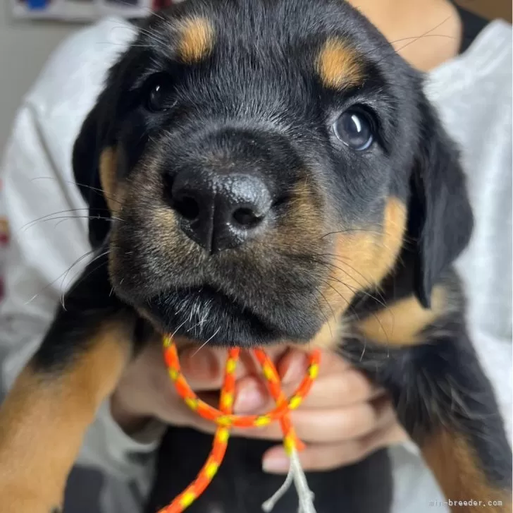 ID:2312-05420の子犬