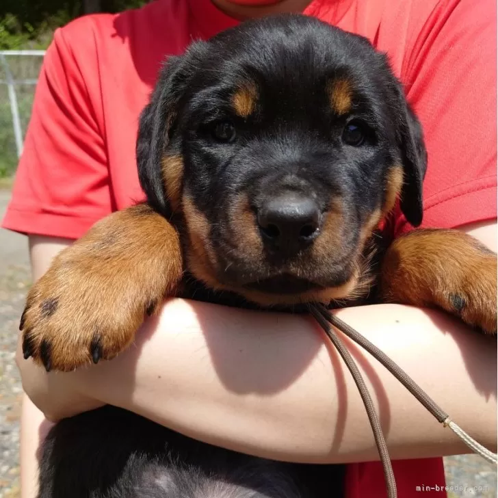 ID:2404-03549の子犬