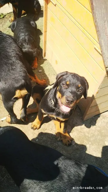 ID：1903-00984の子犬