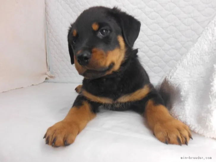 ID：1703-00251の子犬