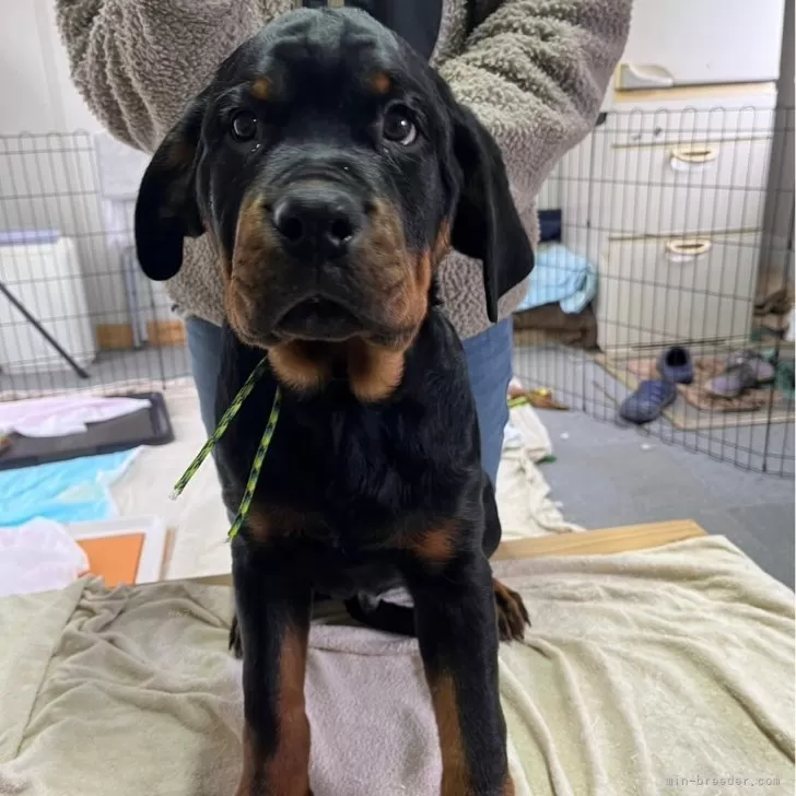 ID:2402-05668の子犬