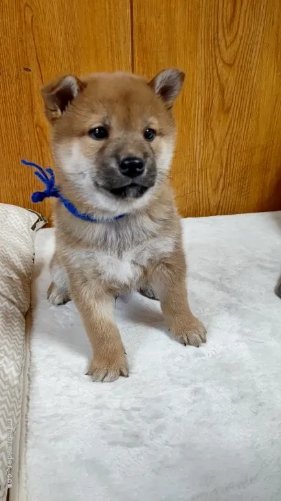 ID:2012-02621の子犬