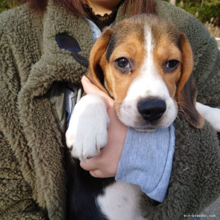 ビーグル 栃木県 女の子 22年10月3日 ハウンドカラー トライカラー 可愛い女のコ みんなのブリーダー 子犬id 2211
