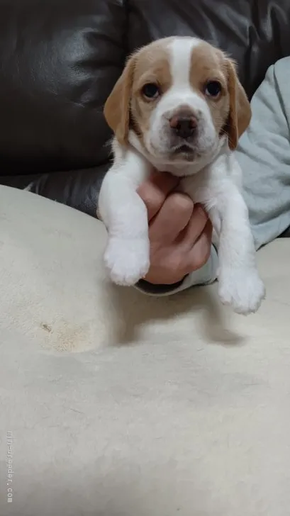 ID:2011-02525の子犬