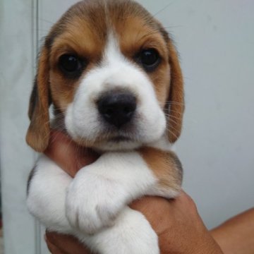 ビーグル【栃木県・女の子・2023年6月25日・トライカラー】の写真「小さ目サイズの女のコ」