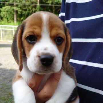 ビーグル【栃木県・男の子・2022年7月26日・ハウンドカラー】の写真「可愛い男のコ」