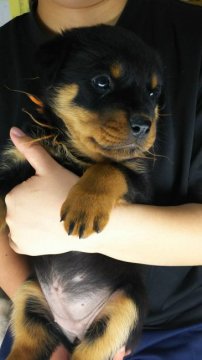 ロットワイラー【栃木県・女の子・2018年1月21日・ブラックタン】の写真「元気な女の子」