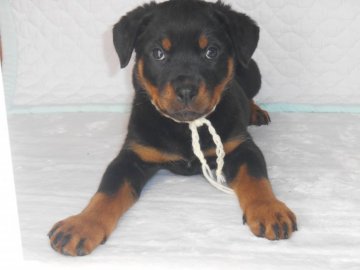 ロットワイラー【栃木県・女の子・2017年1月19日・ブラックタン】の写真「チャンピオンの直子に、成ります。」