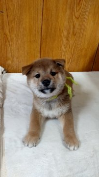 柴犬(標準サイズ)【栃木県・男の子・2020年11月26日・赤】の写真「元気な男のコ」