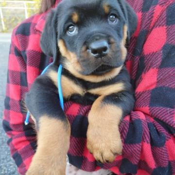 ロットワイラー【栃木県・男の子・2022年10月10日・ブラックタン】の写真「かわいい男のコ」