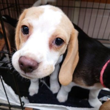 ビーグル【栃木県・女の子・2022年10月2日・レモンカラー】の写真「元気いっぱいの女のコ」