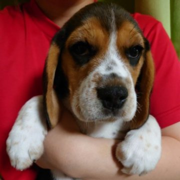ビーグル【栃木県・男の子・2023年2月25日・ハウンドカラー(トライカラー)】の写真「可愛い男のコ」
