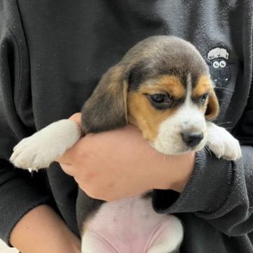 ビーグル【栃木県・女の子・2022年10月2日・ハウンドカラー(トライカラー)】の写真「可愛い女のコ」