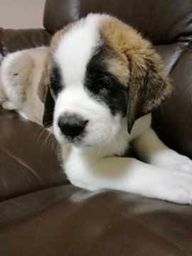 セントバーナード【栃木県・女の子・2018年7月10日・ブラウン&ホワイト】の写真「おてんばチャン」