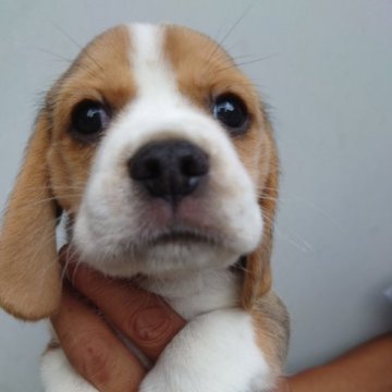 ビーグル【栃木県・男の子・2023年6月25日・トライカラー】の写真「小さ目サイズの男のコ」