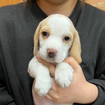 ビーグル【栃木県・女の子・2022年10月2日・レモンカラー】の写真「元気いっぱいの女のコ」