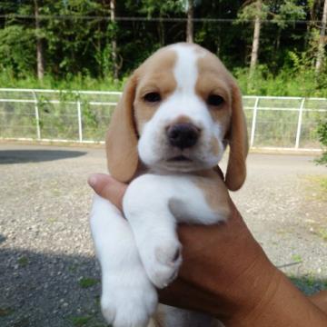 ビーグル【栃木県・男の子・2022年7月26日・レモンカラー】の写真「可愛い男のコ」
