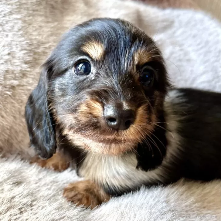 カニンヘンダックスフンド(ロング)【三重県・女の子・2025年10月11日・シルバーダップル】の写真1