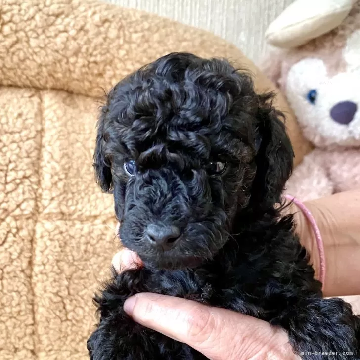 ID：2411-03636の子犬