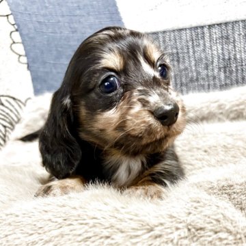 カニンヘンダックスフンド(ロング)【三重県・女の子・2025年10月11日・シルバーダップル】の写真「両親PRAクリアですU^ェ^U」