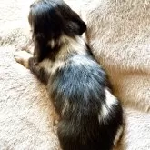 カニンヘンダックスフンド(ロング)【三重県・女の子・2025年10月11日・シルバーダップル】の写真4