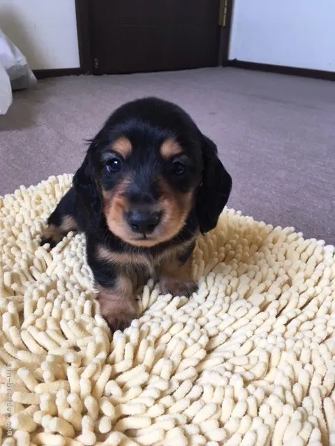 陸ママ 様のお迎えした子犬