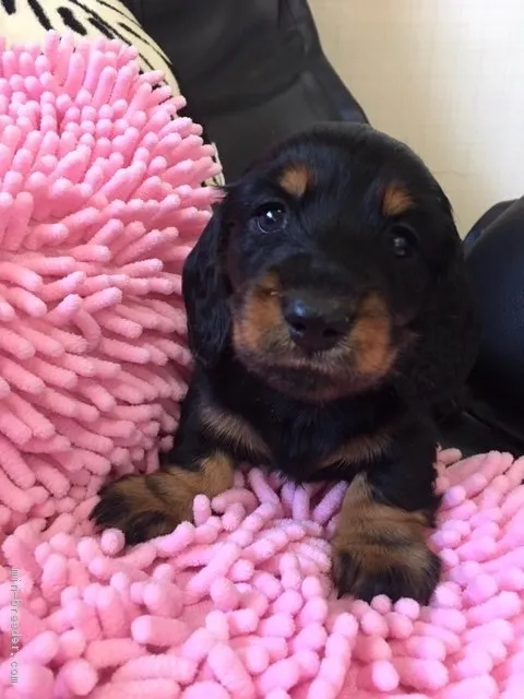 ID：1812-01049の子犬