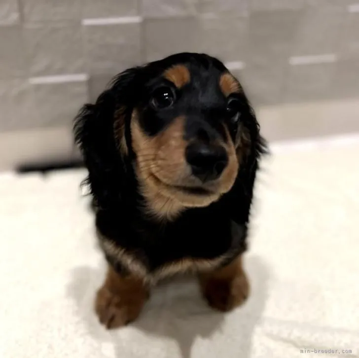 ID:2207-02852の子犬
