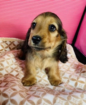 ミニチュアダックスフンド(ロング)【三重県・男の子・2021年11月10日・レッド】の写真「可愛らしさに自信ありですU^ェ^U」