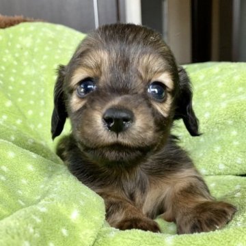 カニンヘンダックスフンド(ロング)【三重県・男の子・2023年2月15日・シェイデッドイエロー】の写真「キラキラ可愛いU^ェ^U」