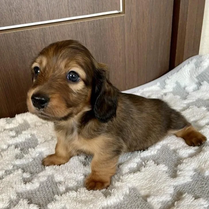 ID:2206-00240の子犬