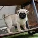 パグ【群馬県・男の子・2025年7月23日・フォーン】の写真8