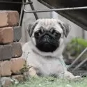 パグ【群馬県・男の子・2025年7月23日・フォーン】の写真2