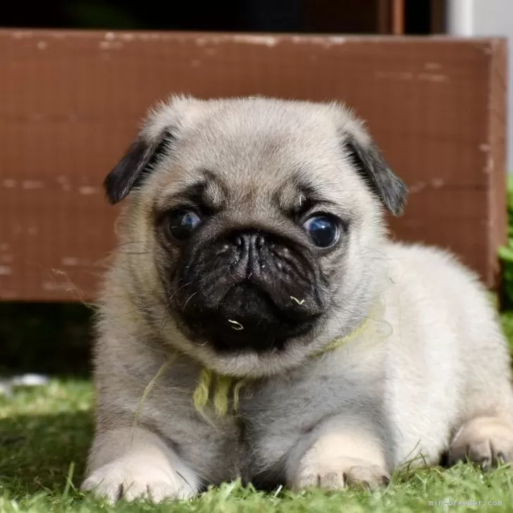 パグ【群馬県・男の子・2025年10月3日・フォーン】の写真1
