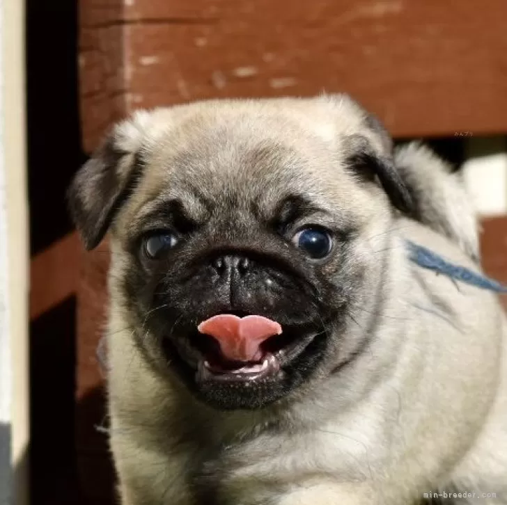 パグ【群馬県・男の子・2025年10月3日・フォーン】の写真1