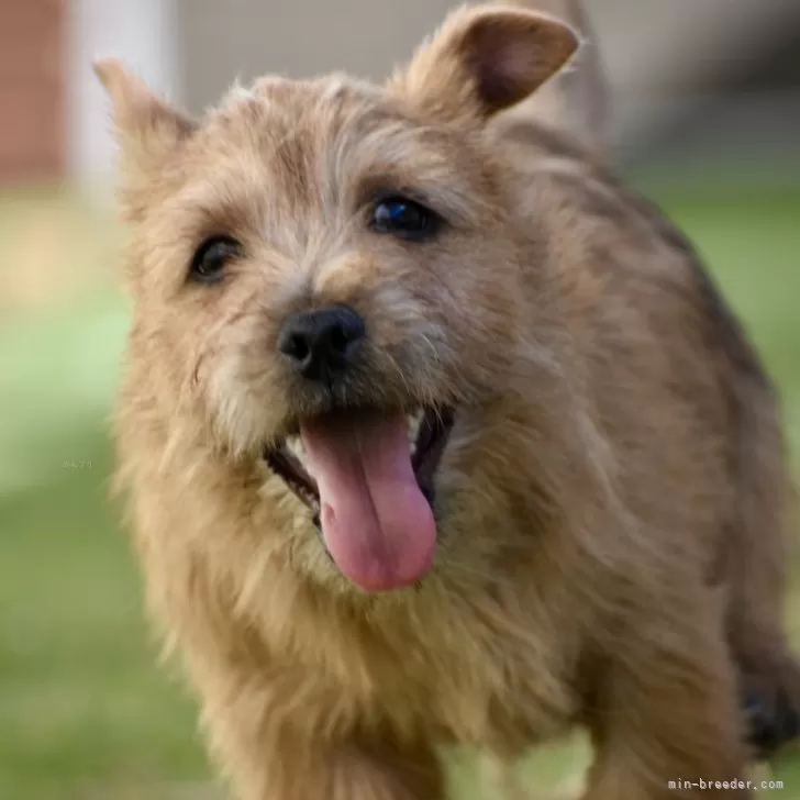 ID:2411-05763の子犬