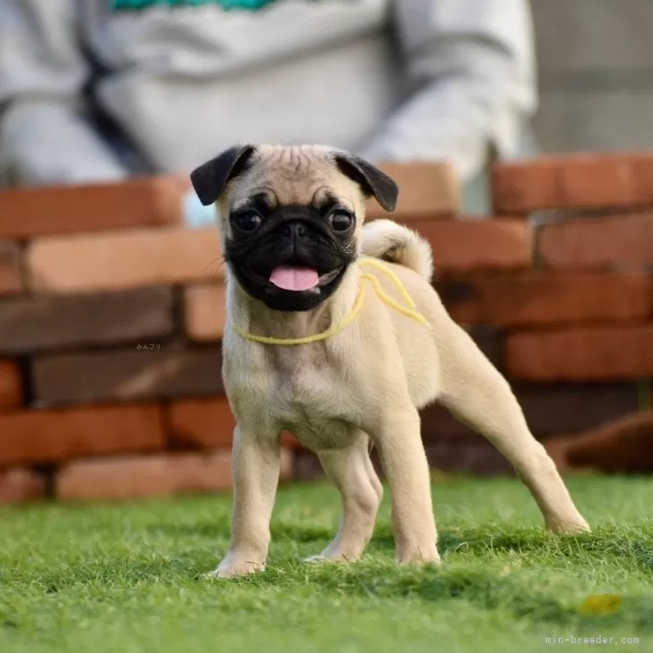 ID:2410-01899の子犬