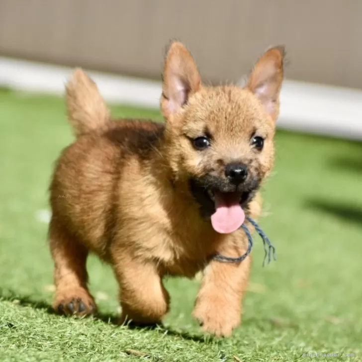 ID:2503-07472の子犬