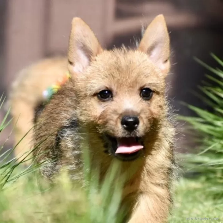 カピバラ一号 様のお迎えした子犬