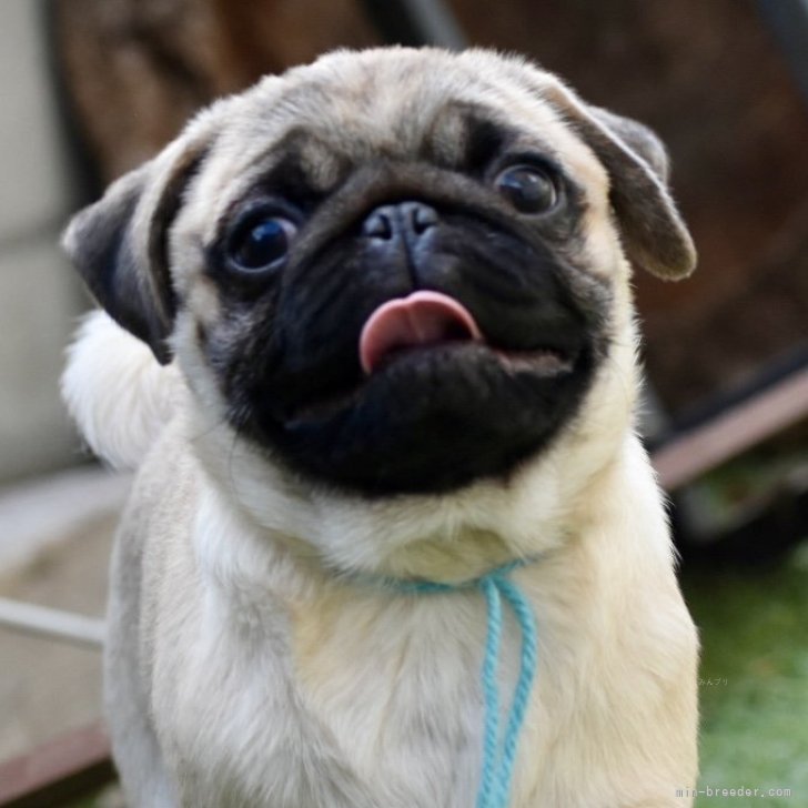 ブリーダー画像