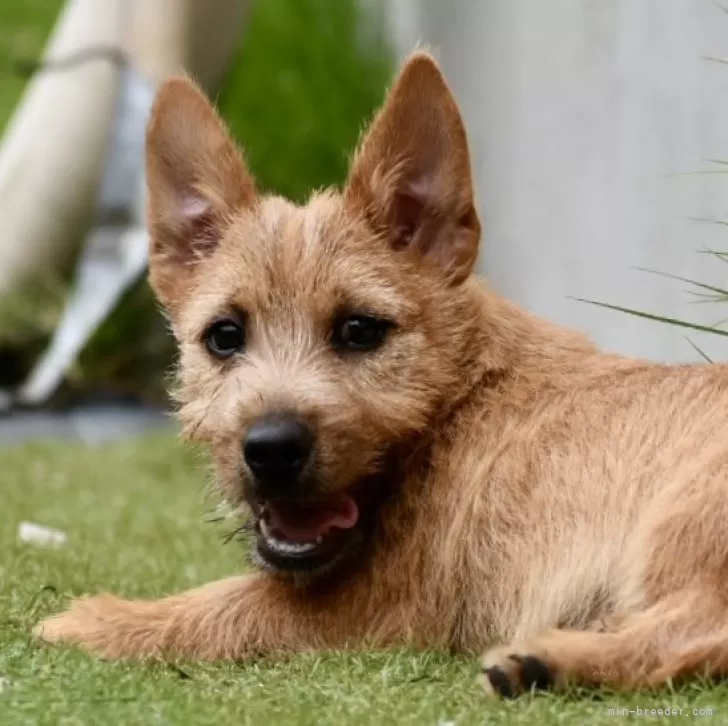 ID：2506-07745の子犬