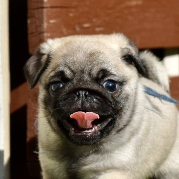 パグ【群馬県・男の子・2025年10月3日・フォーン】の写真「可愛い男の子」