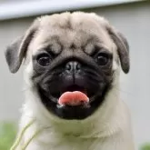 パグ