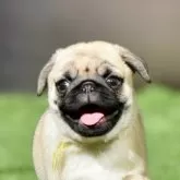 パグ