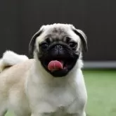 パグ