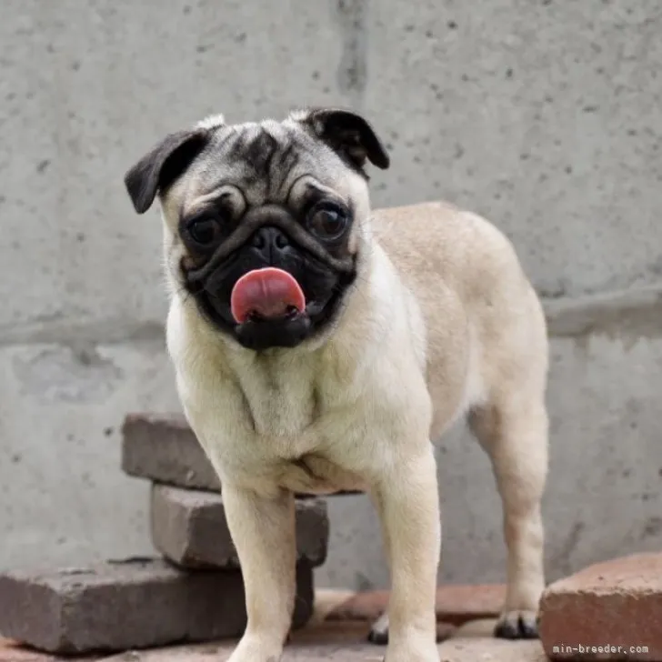 ID:2210-03203の子犬