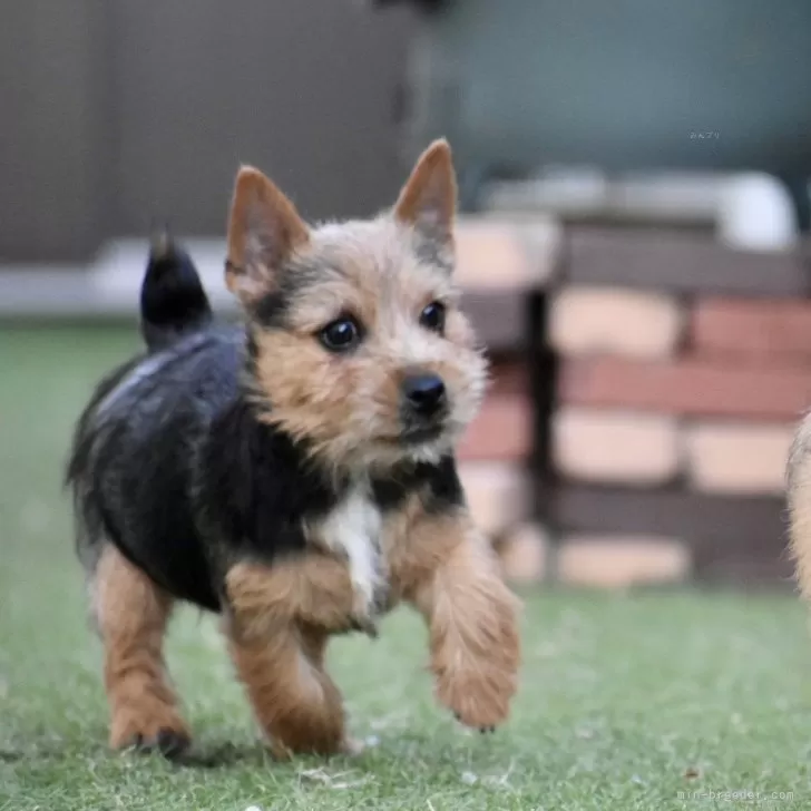 ID:2401-04438の子犬