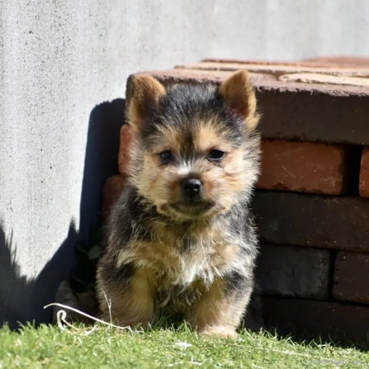ID:2302-01741の子犬