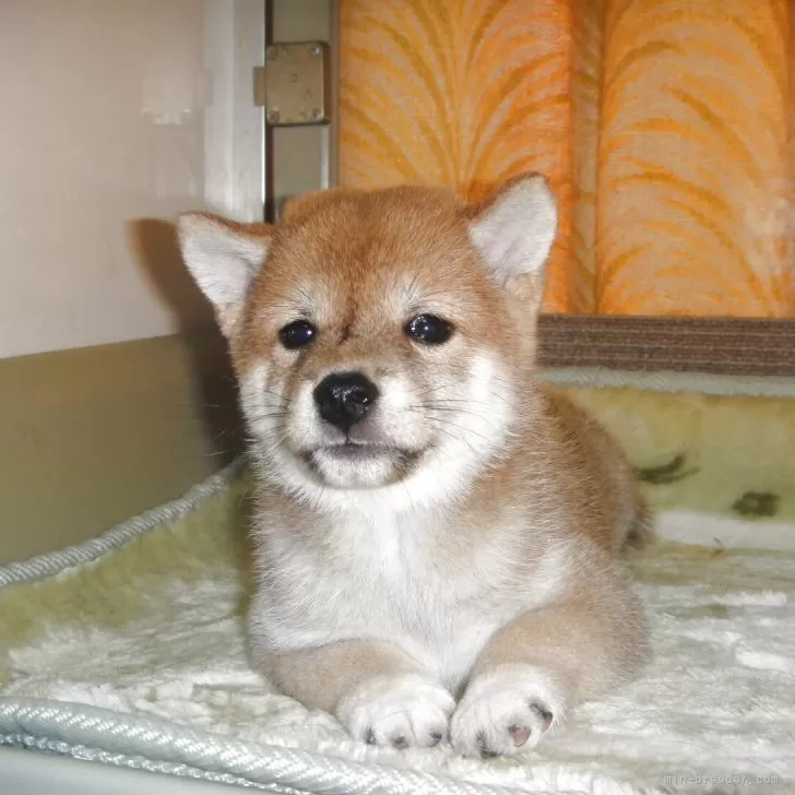 ID：2507-06215の子犬