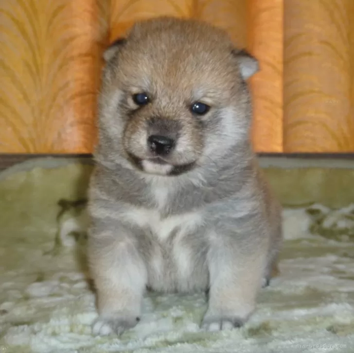 S.I 様のお迎えした子犬